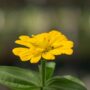 Zinnia – Magellan™ Yellow – 4.5″ Pot